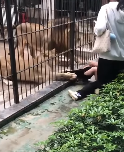 Lioness grabbing girl through enclosure bars at Shantou zoo